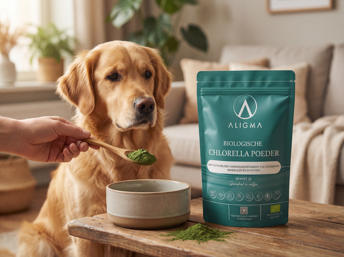 Natural Supplements for Dogs and Cats: Practical Tips